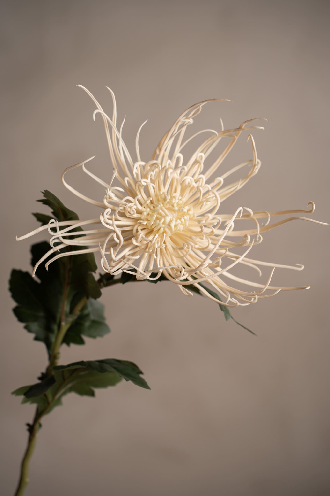 Spindelchrysanthemum