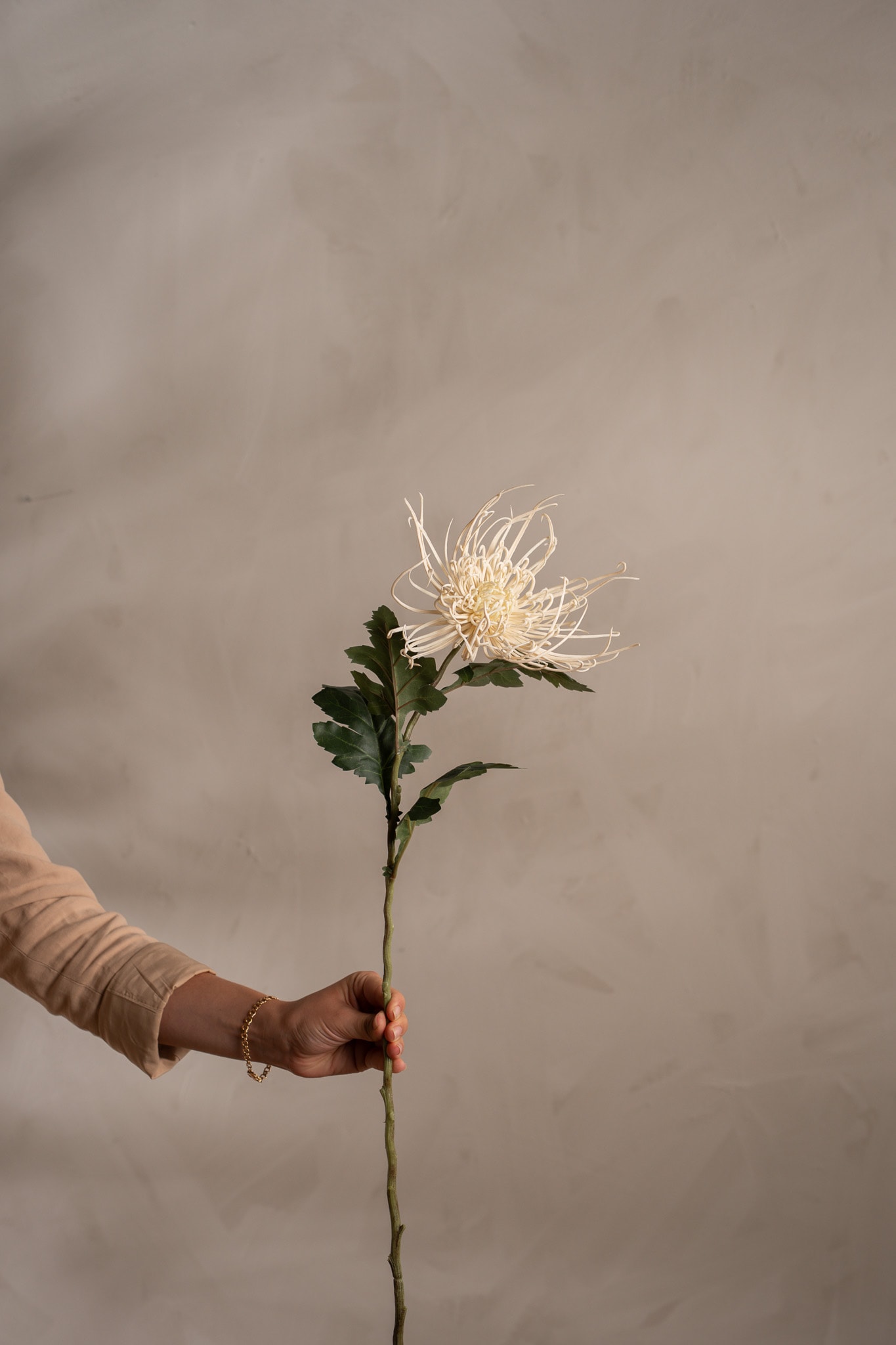 Spindelchrysanthemum