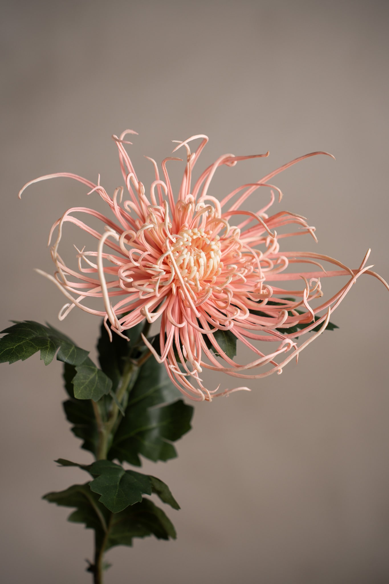 Spindelchrysanthemum