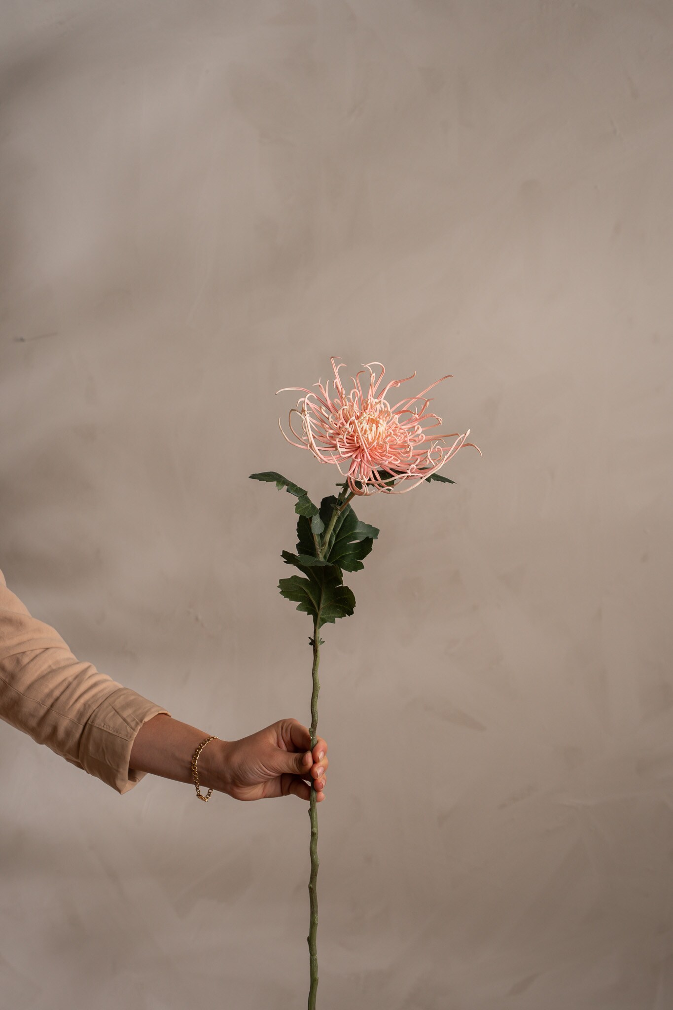 Spindelchrysanthemum