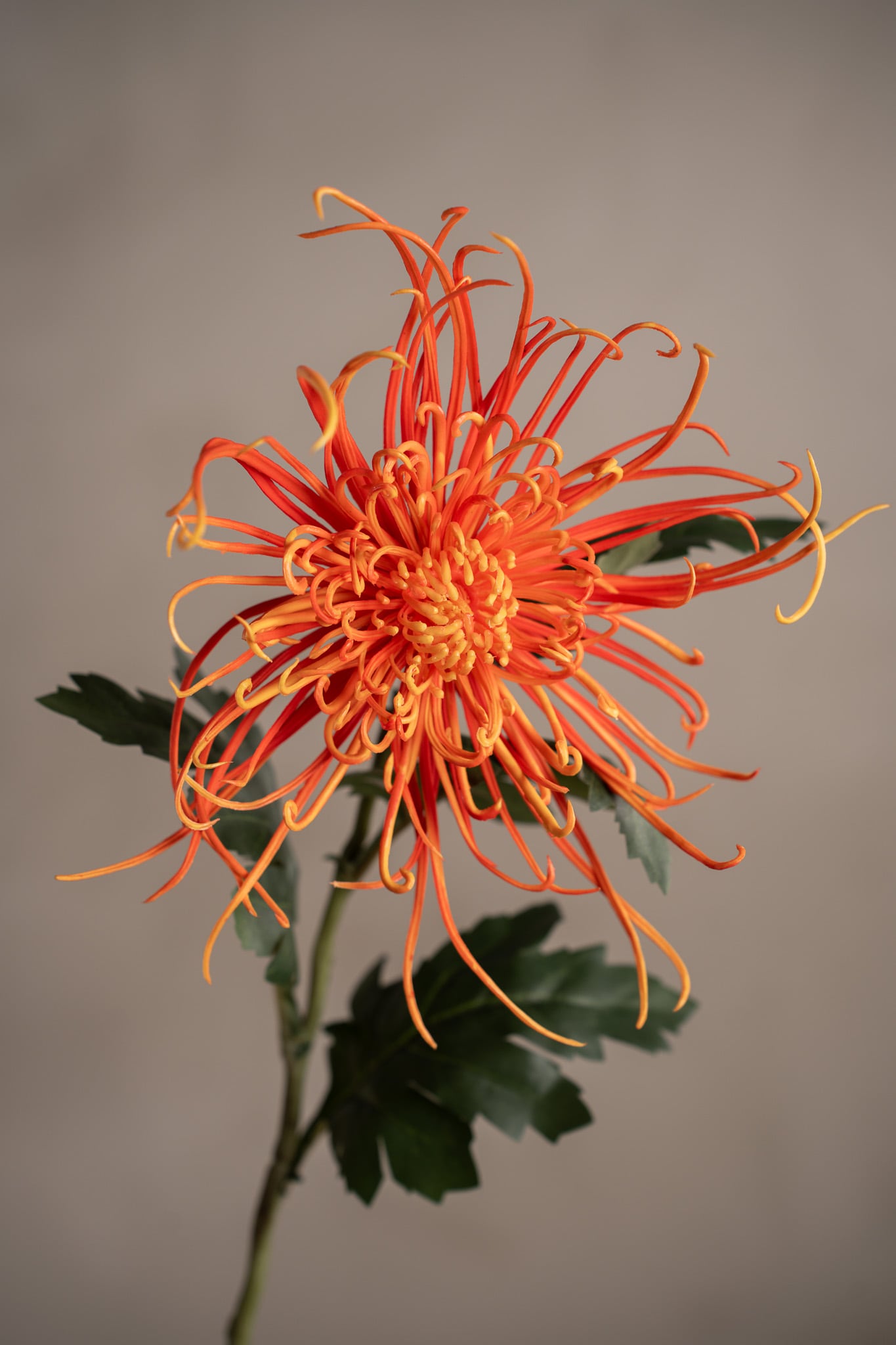 Spindelchrysanthemum