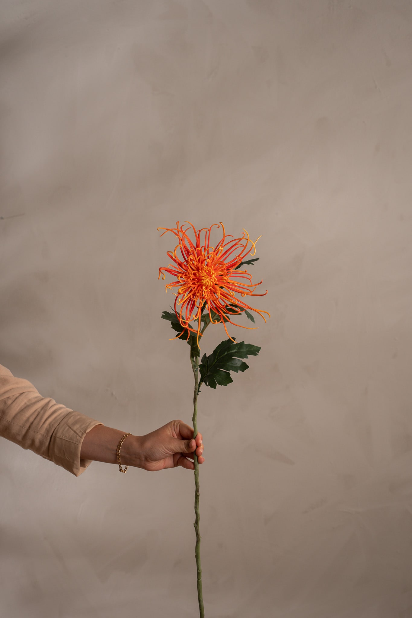 Spindelchrysanthemum