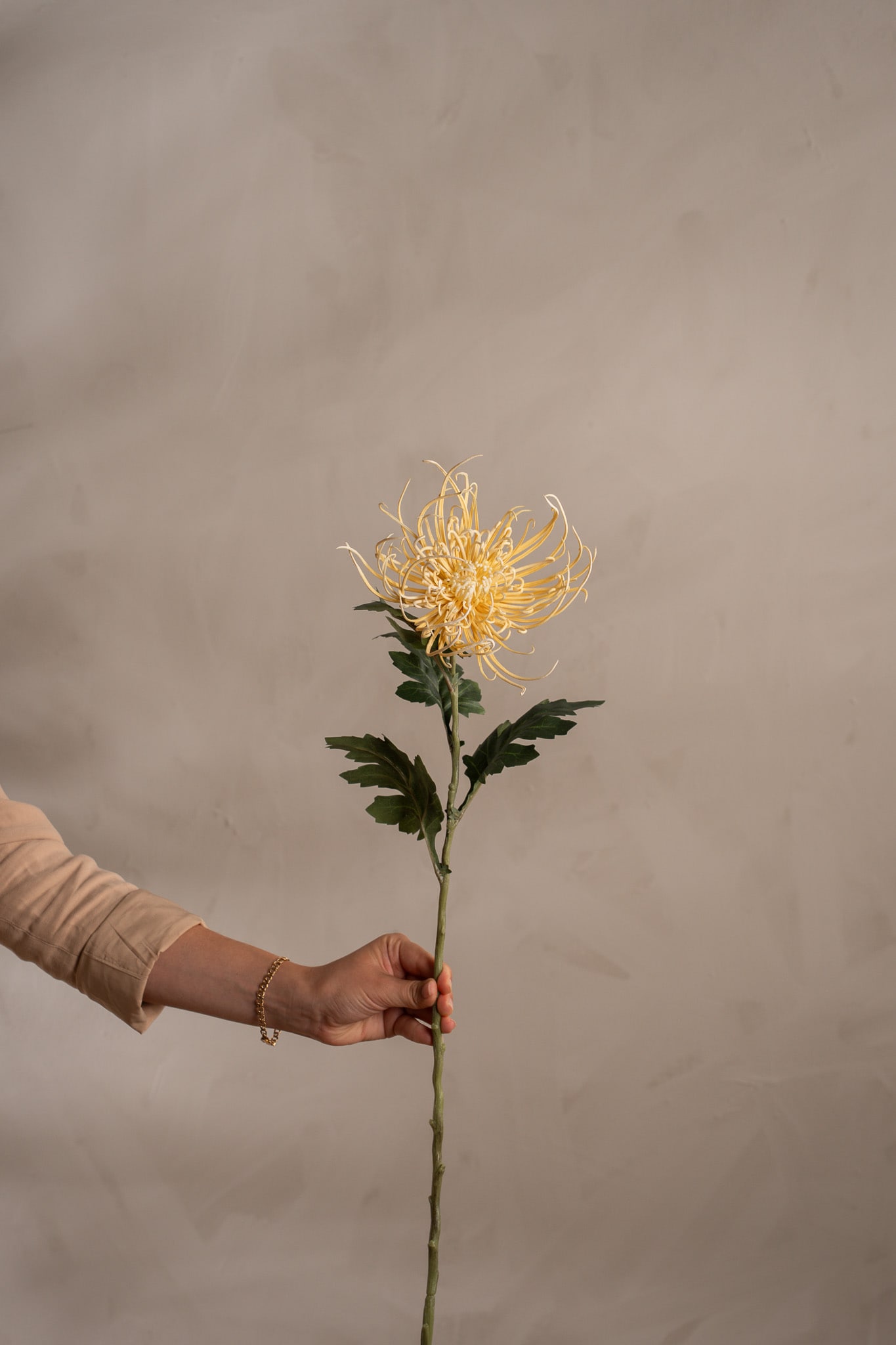 Spindelchrysanthemum