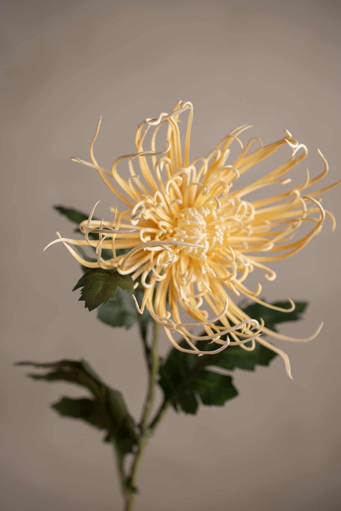 Spindelchrysanthemum
