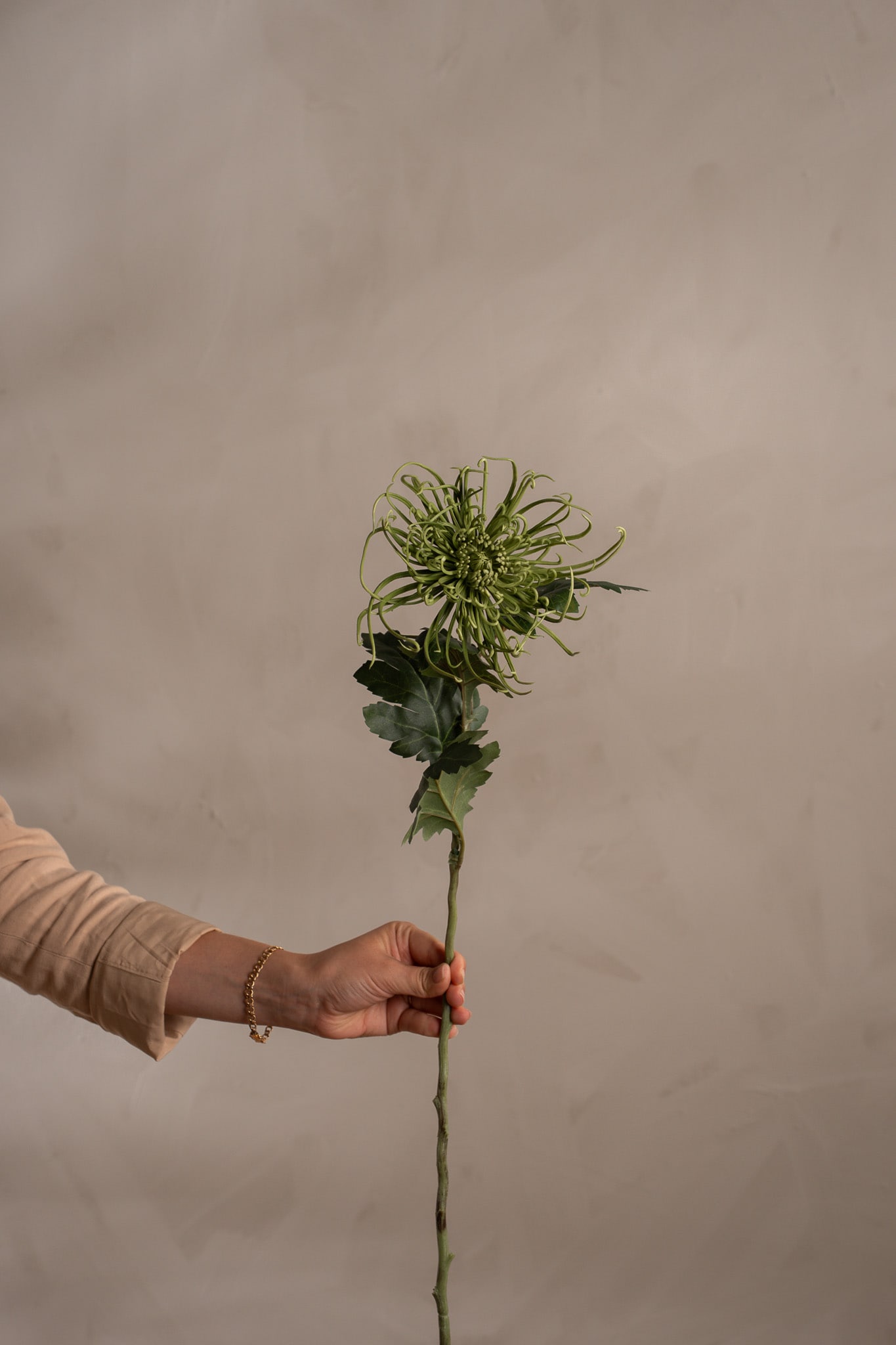 Spindelchrysanthemum