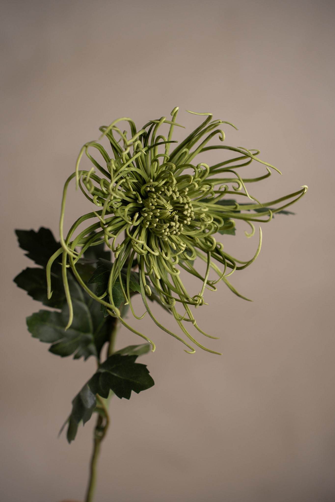 Spindelchrysanthemum