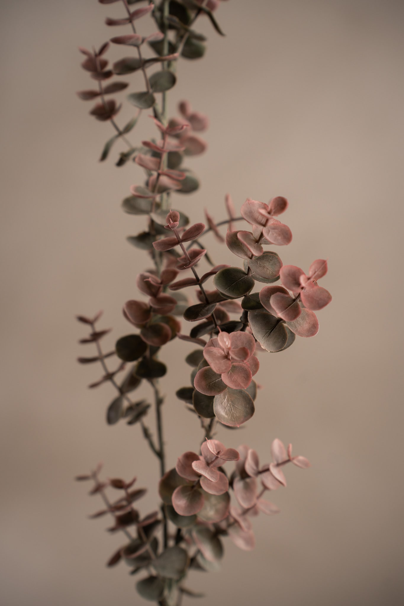 Eucalyptus