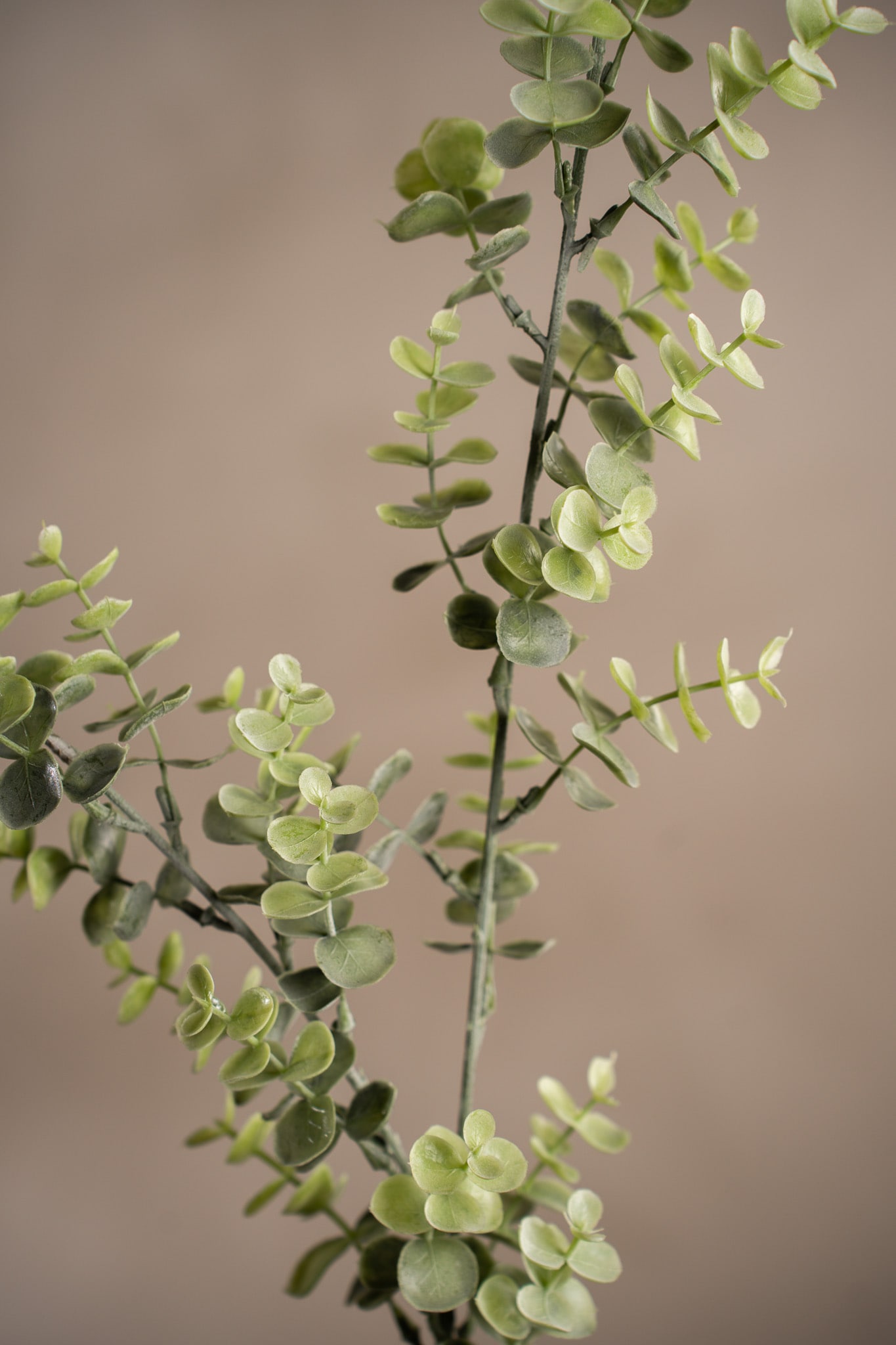 Eucalyptus