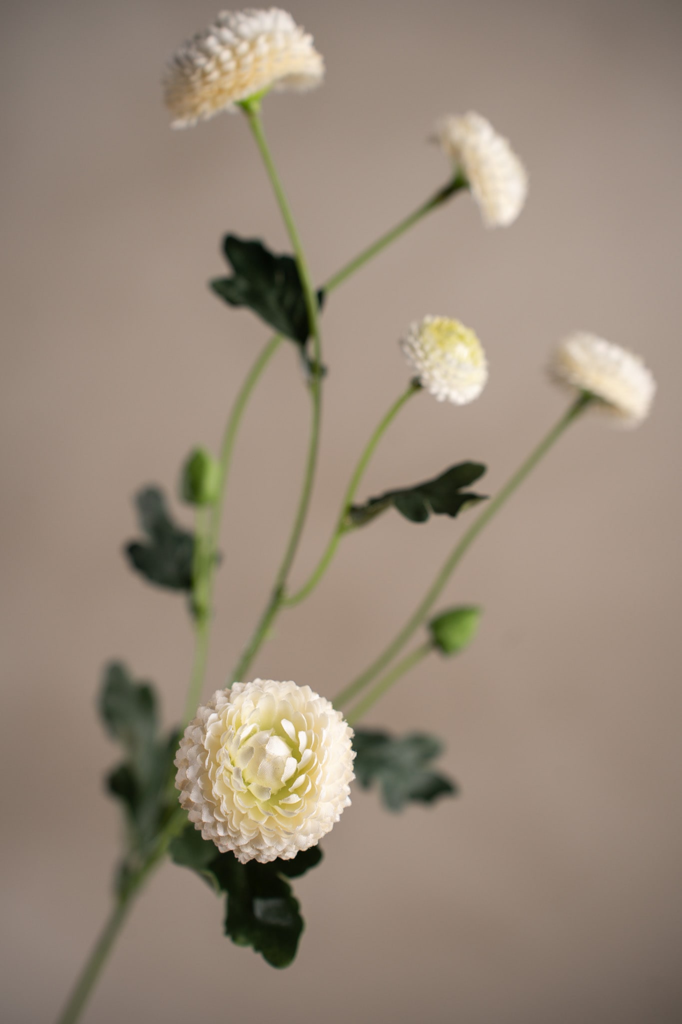 Chrysanthemum