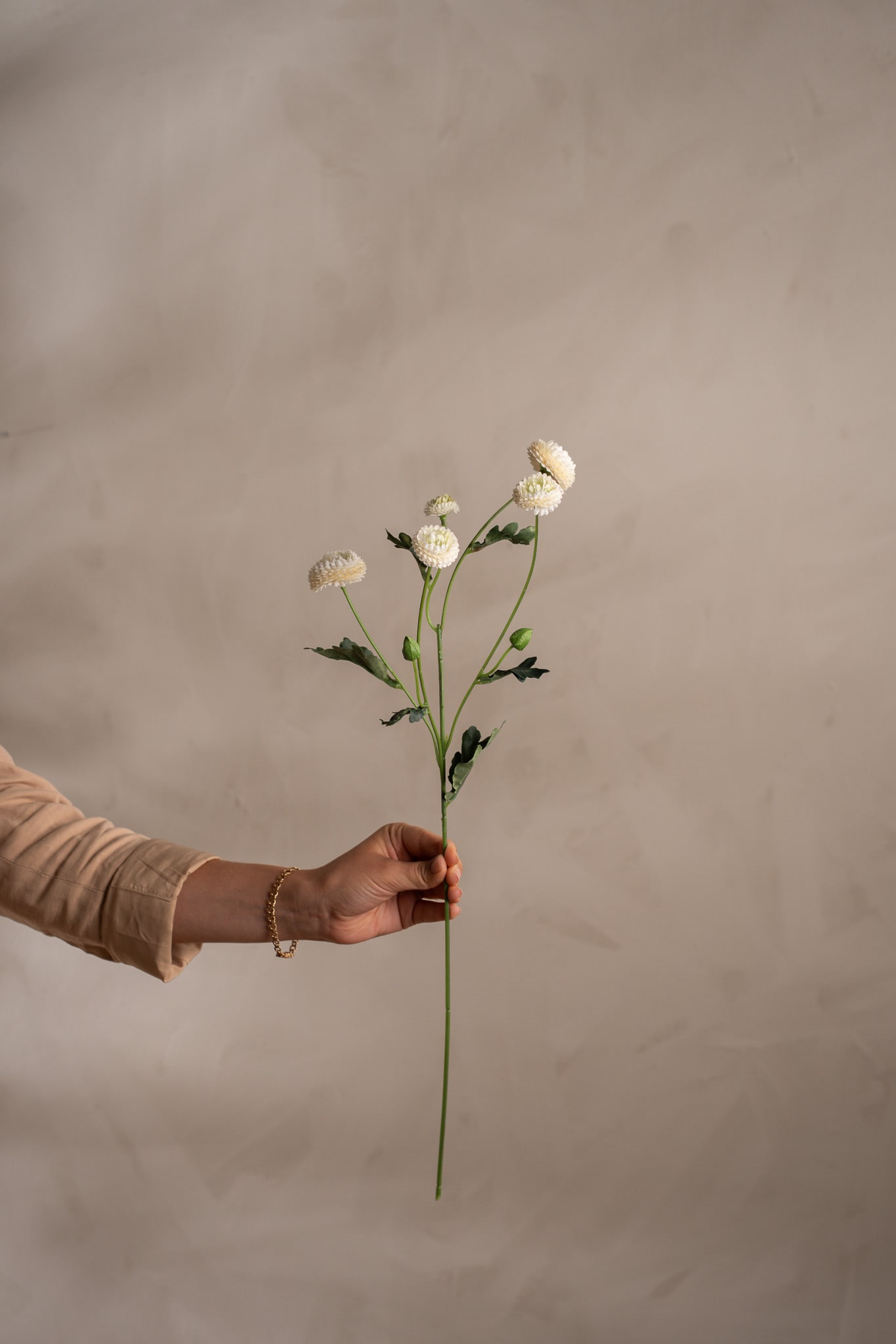 Chrysanthemum
