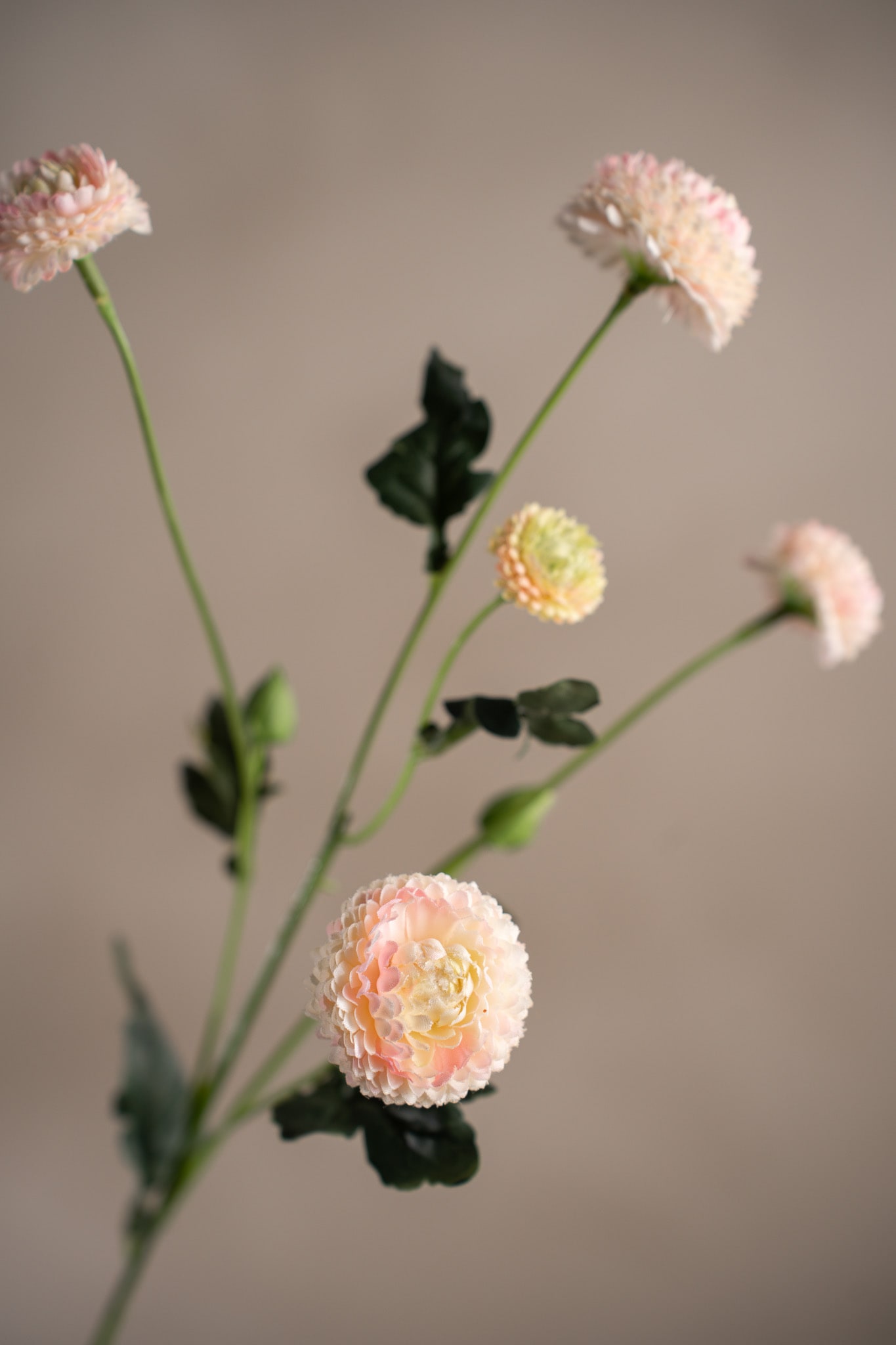 Chrysanthemum