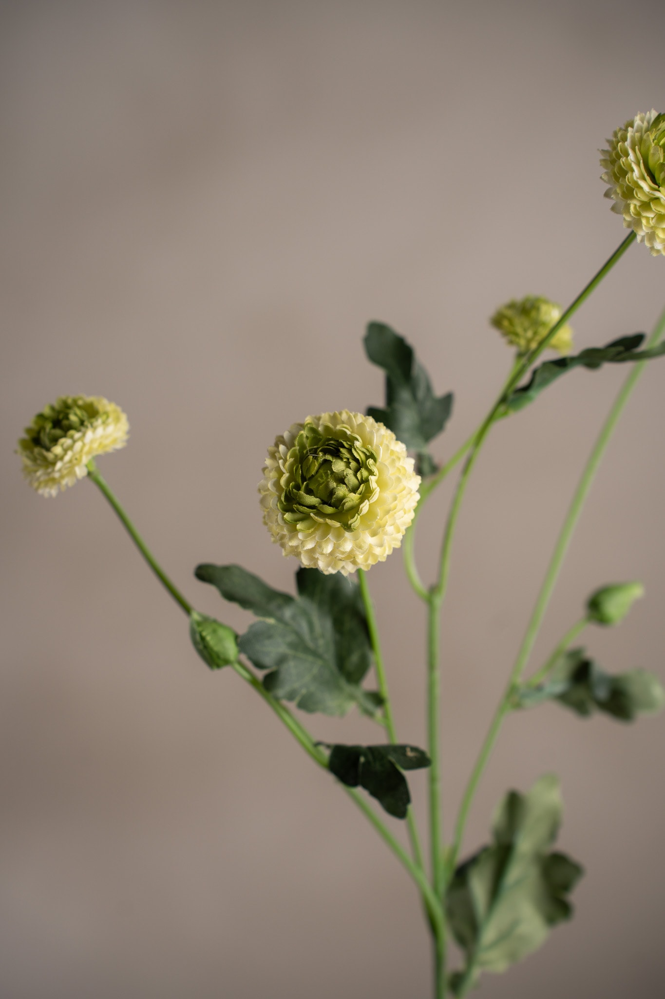 Chrysanthemum