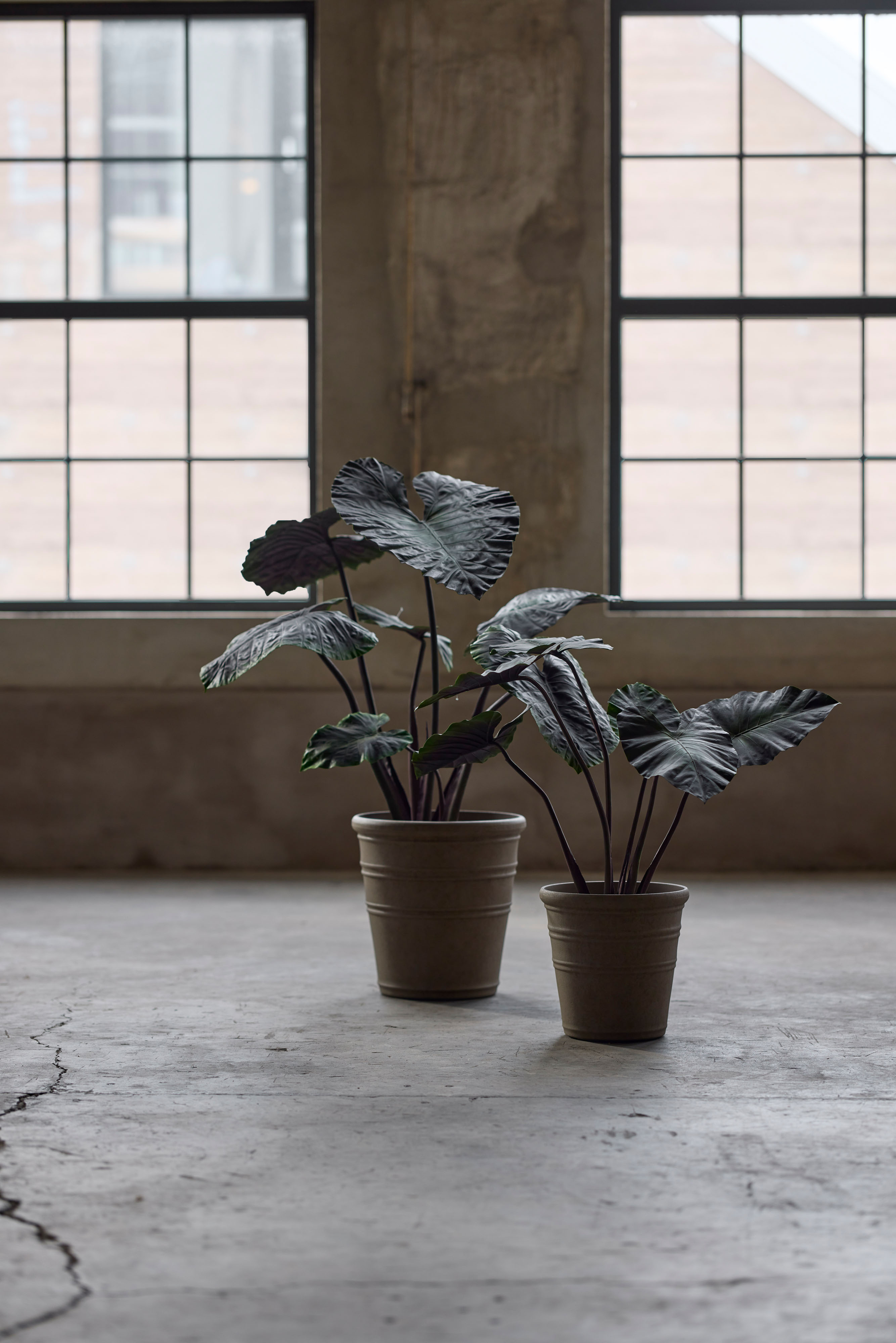 Alocasia