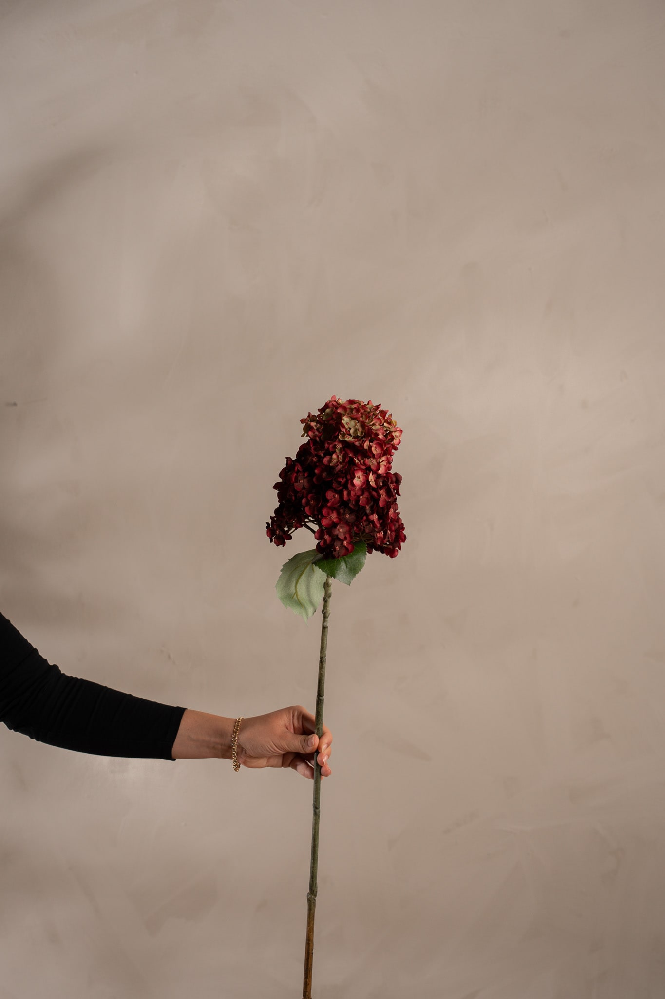 Syrénhortensia