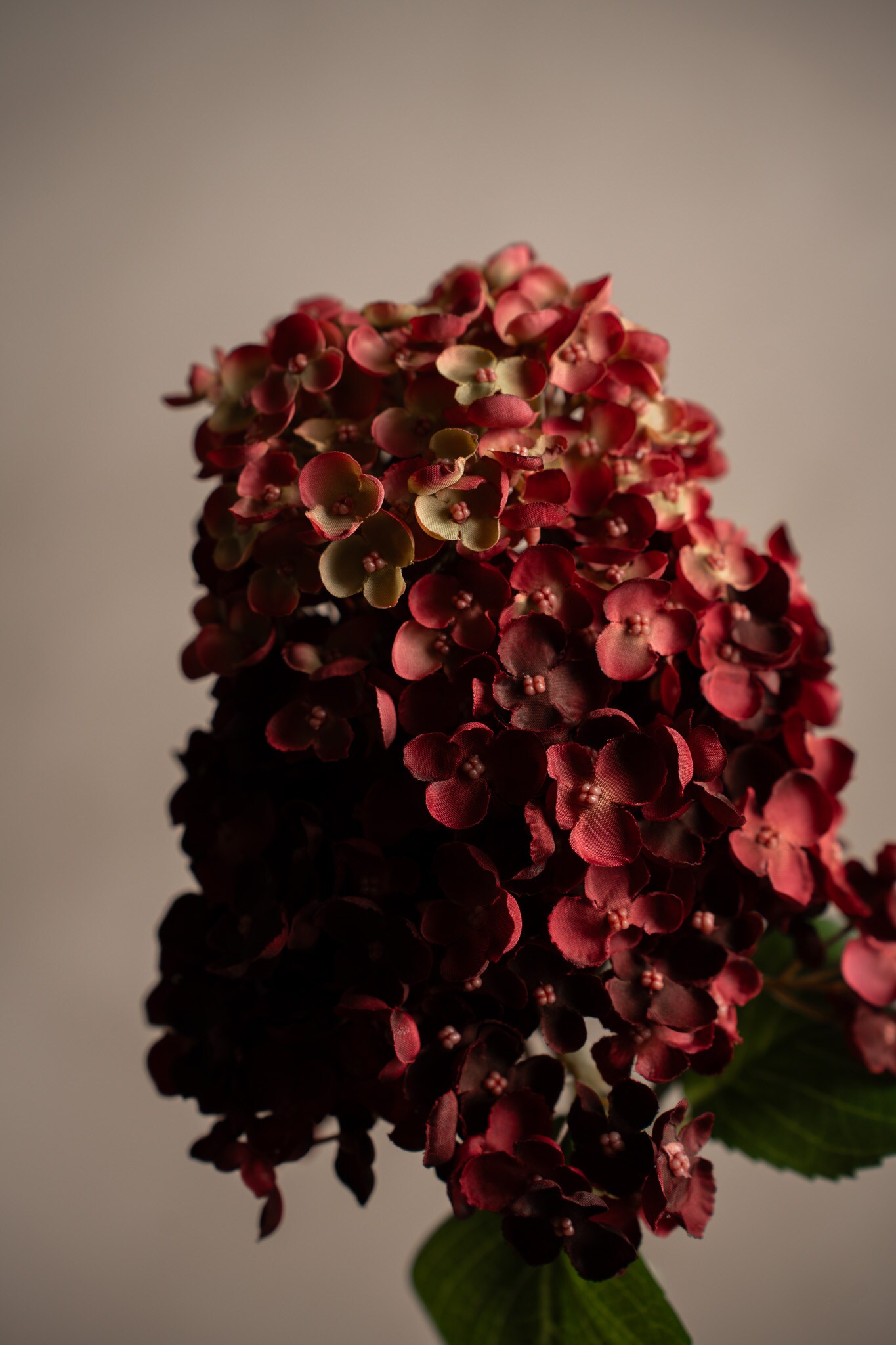 Syrénhortensia