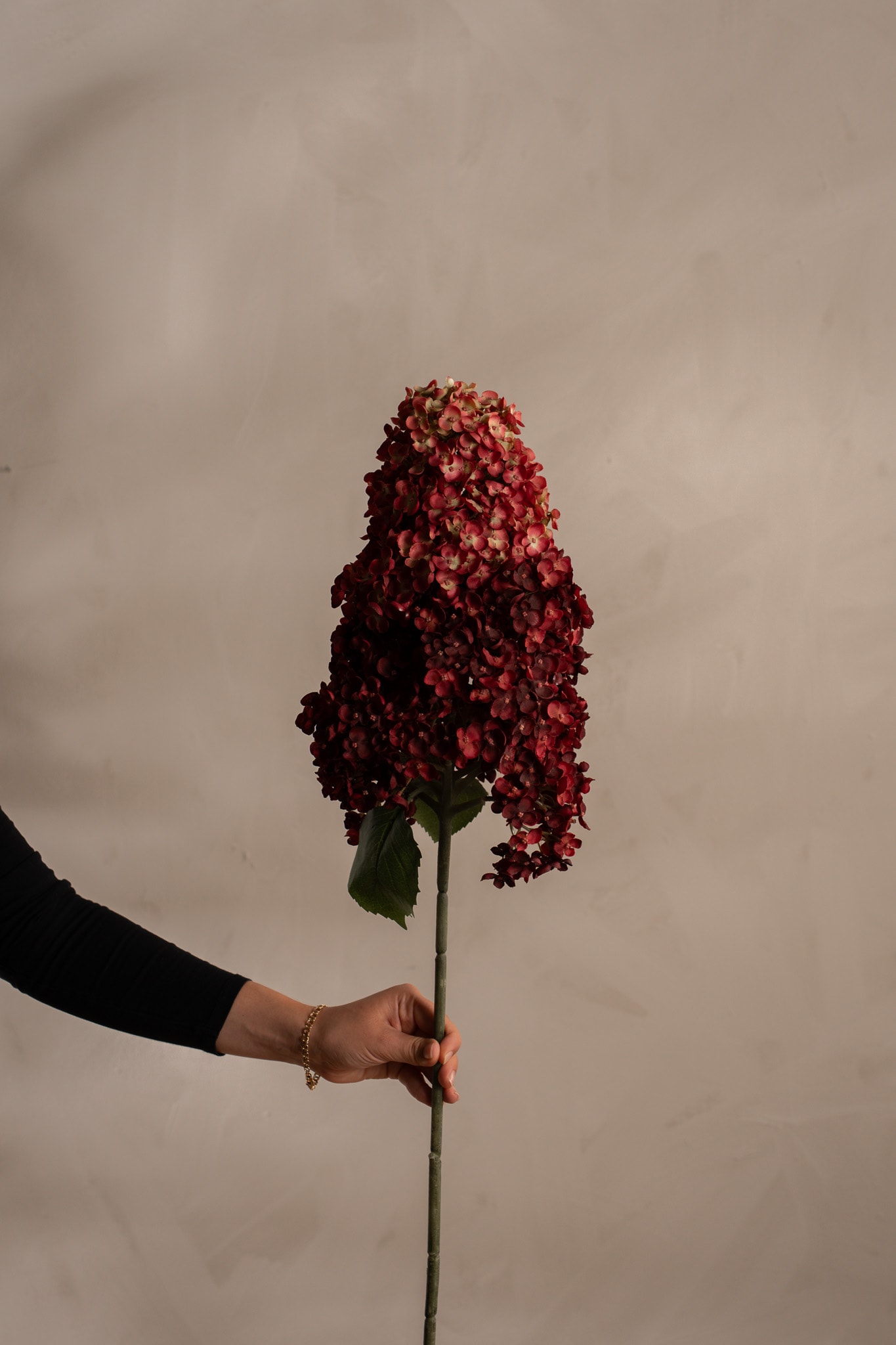 Syrénhortensia