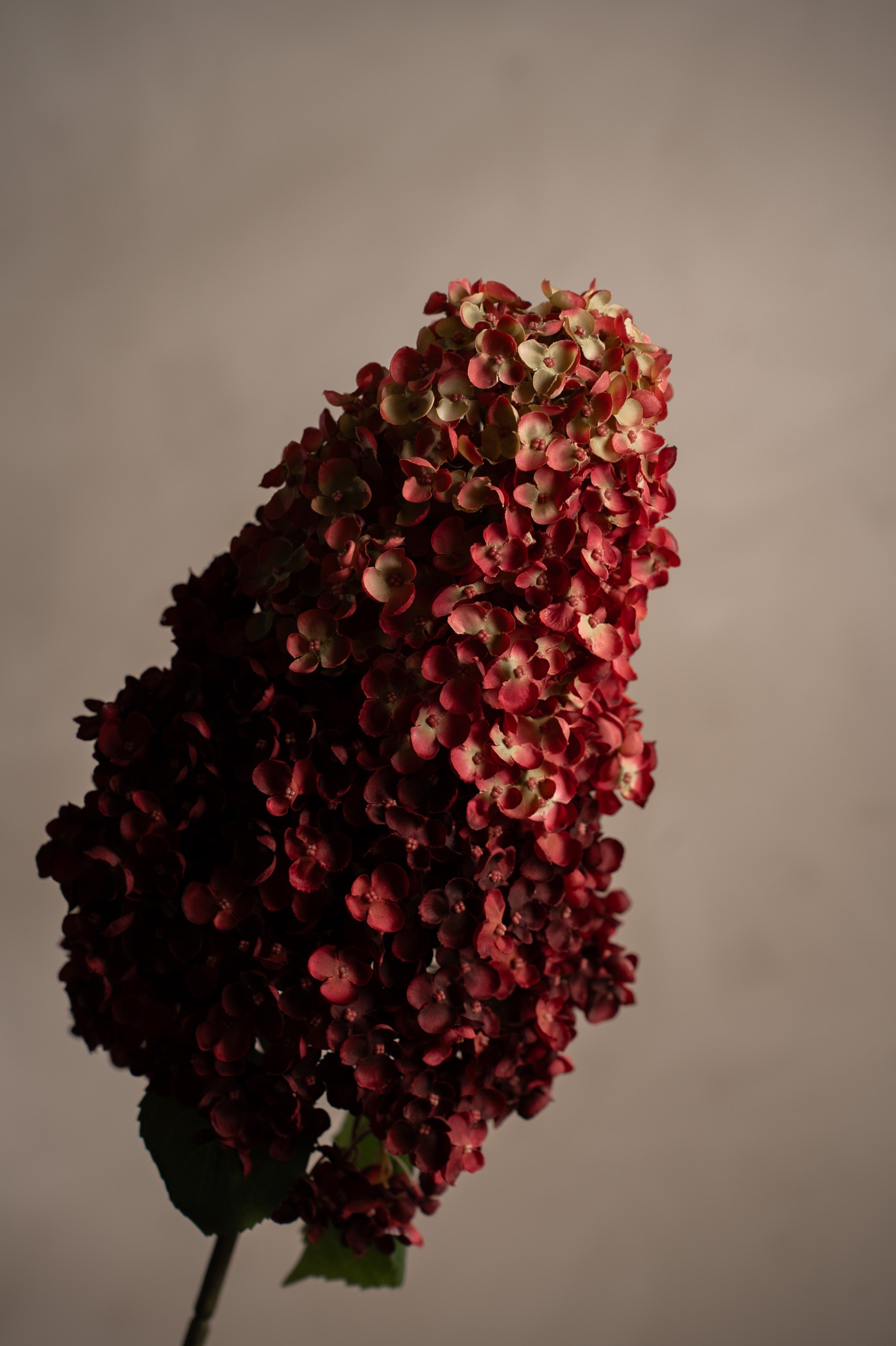 Syrénhortensia