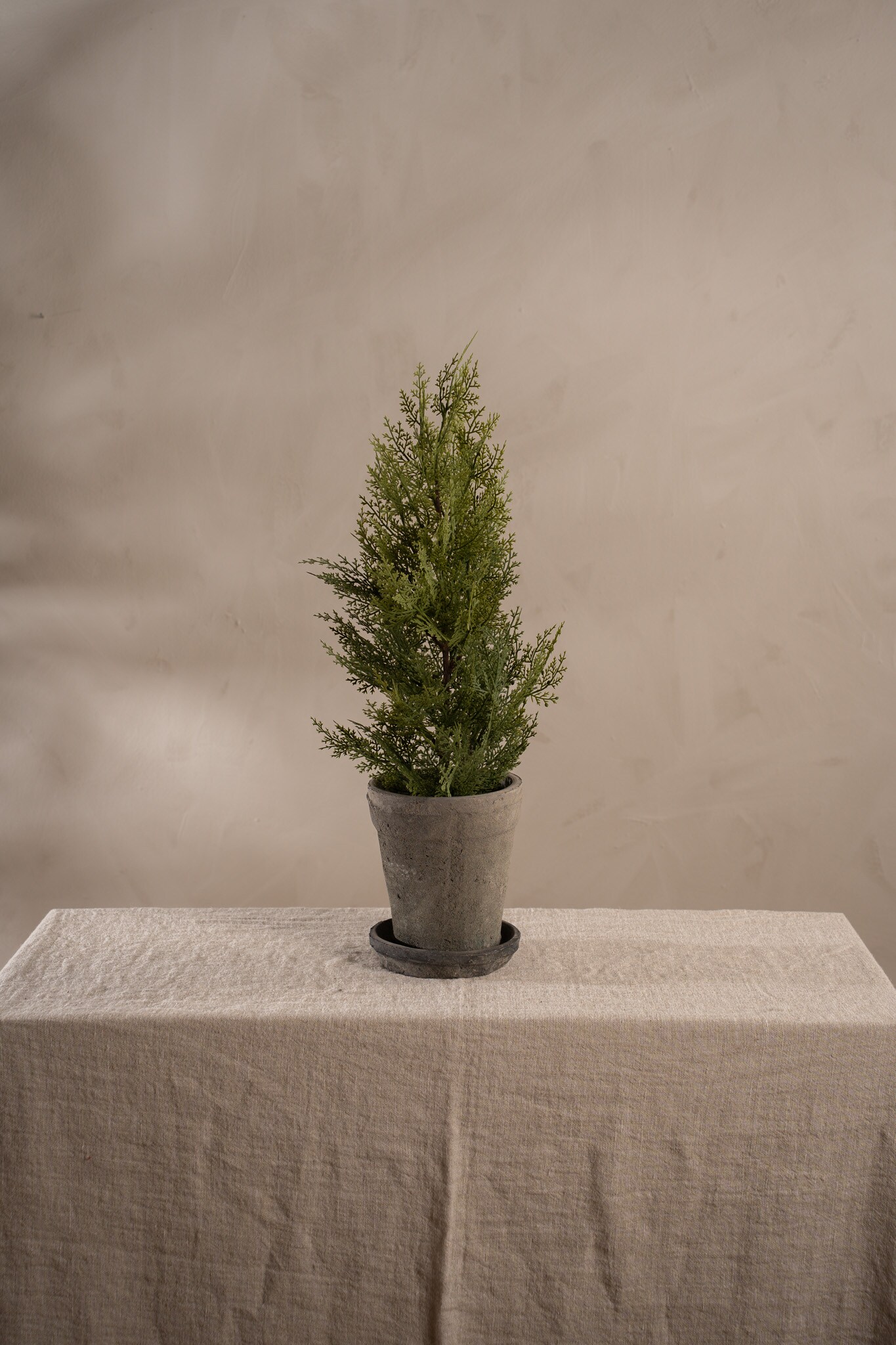 Cypress