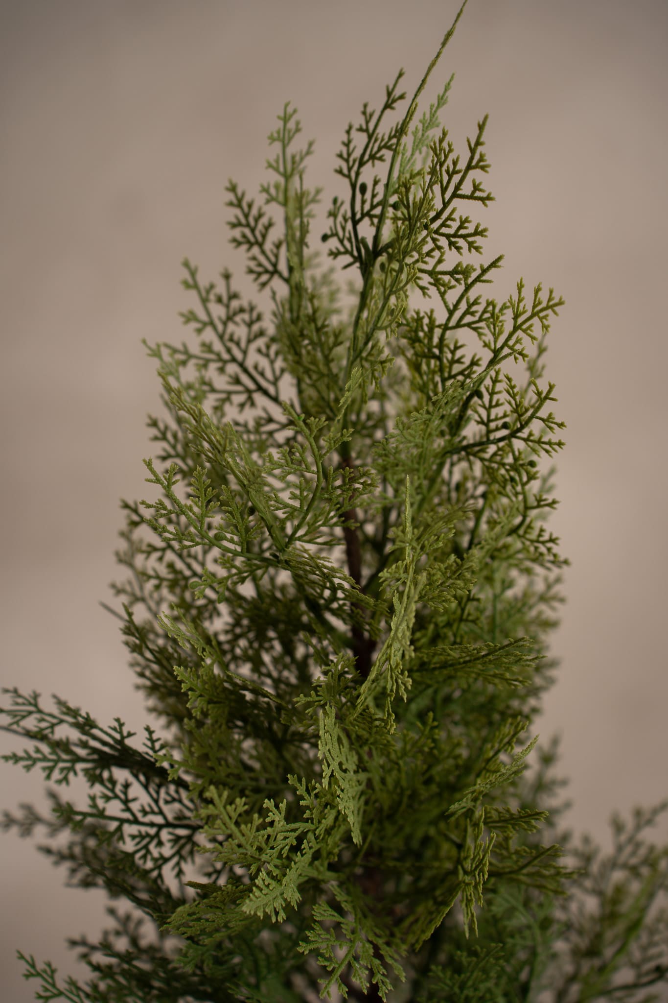 Cypress