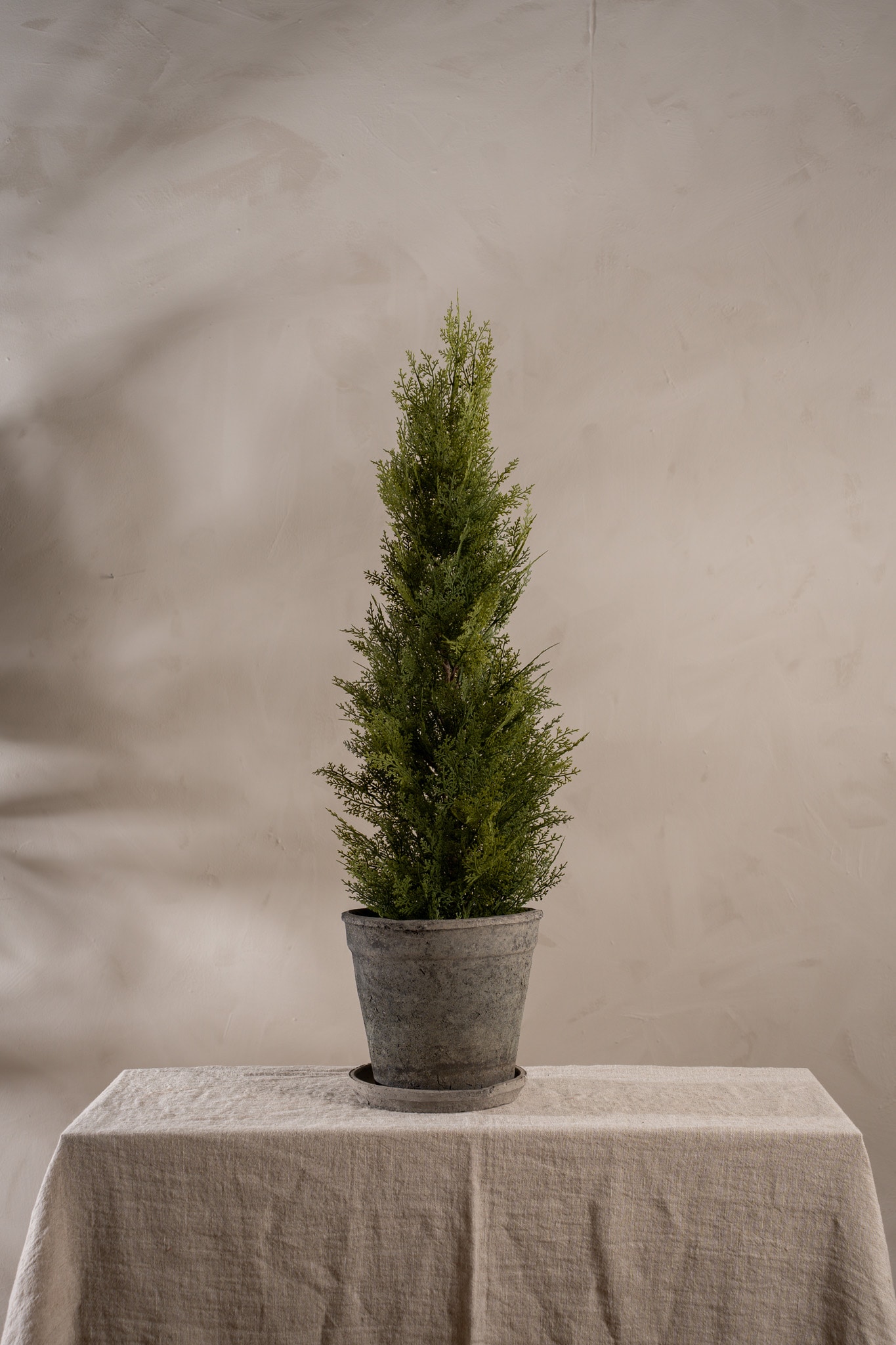 Cypress