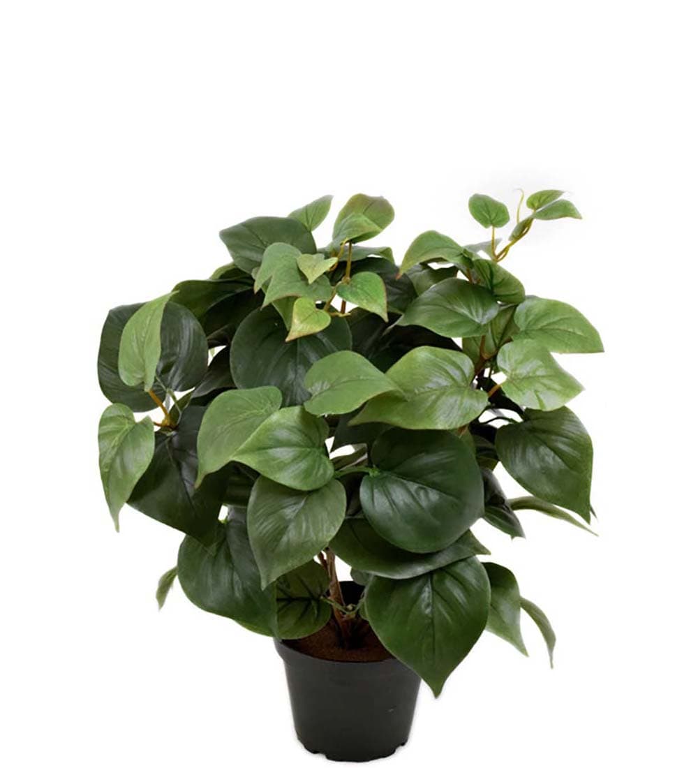 Philodendron