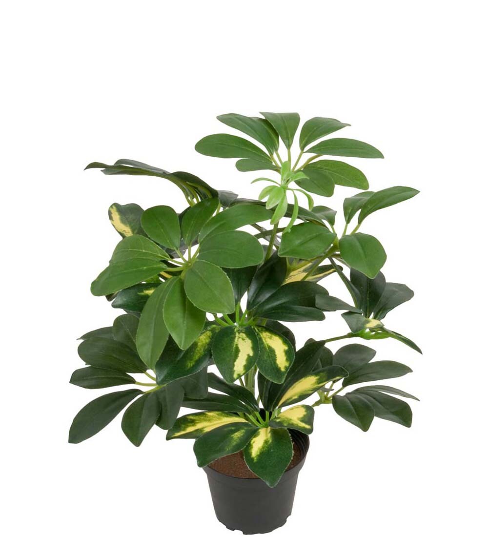 Schefflera