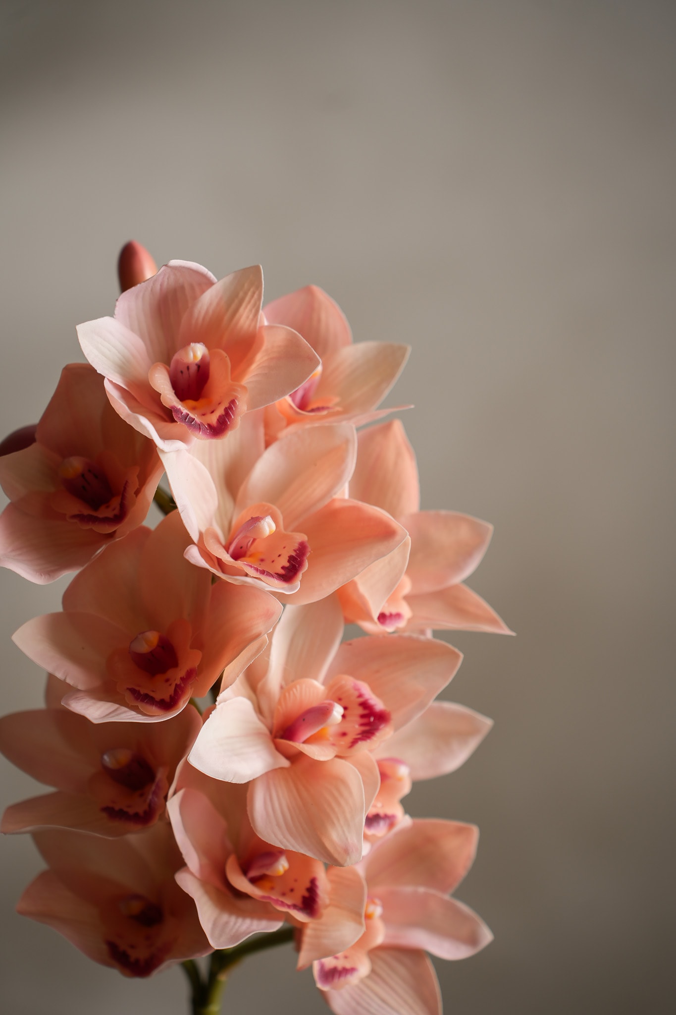 Cymbidium