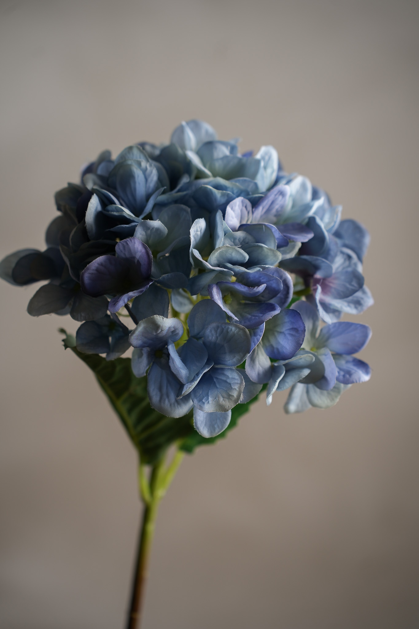 Hortensia