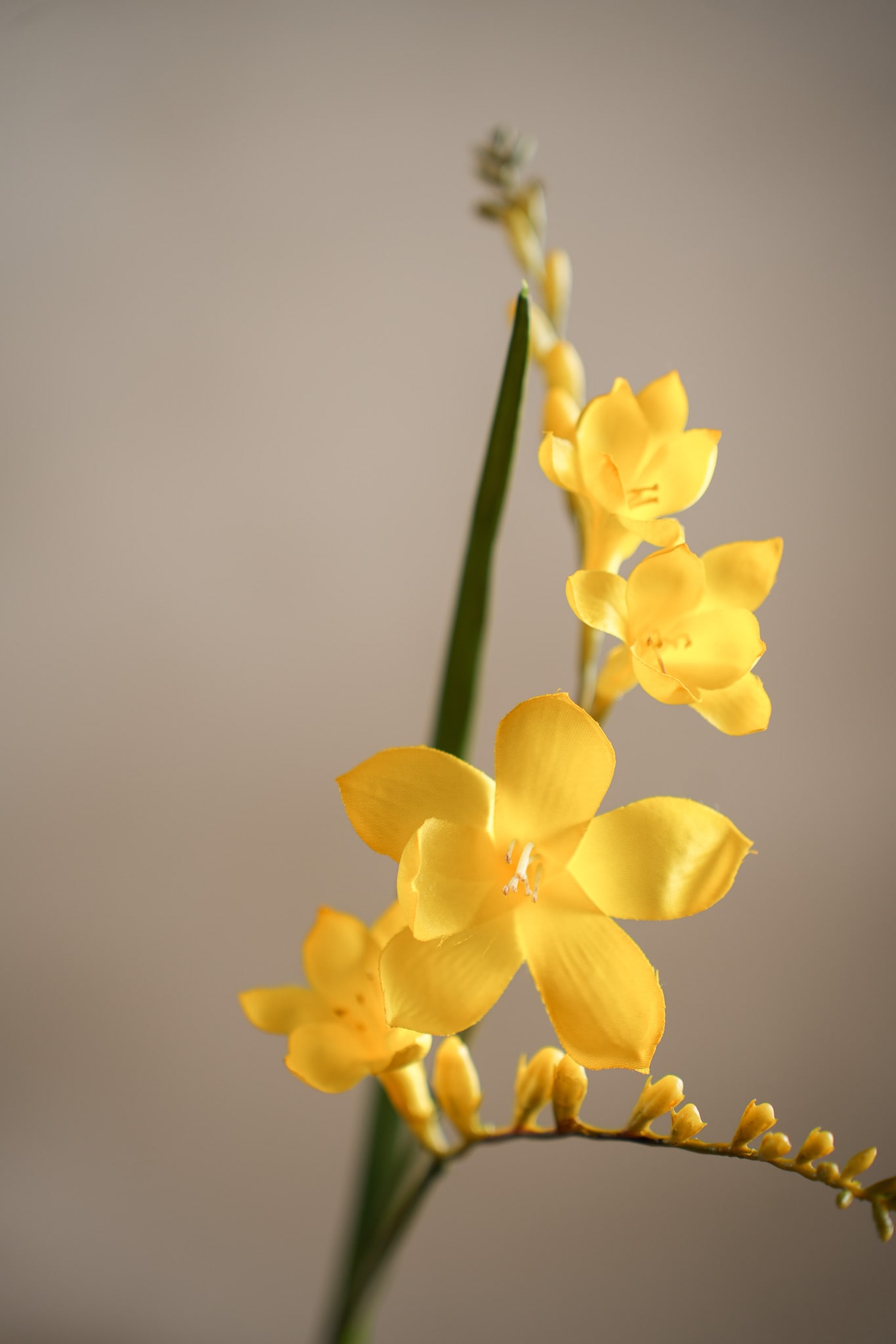 Freesia