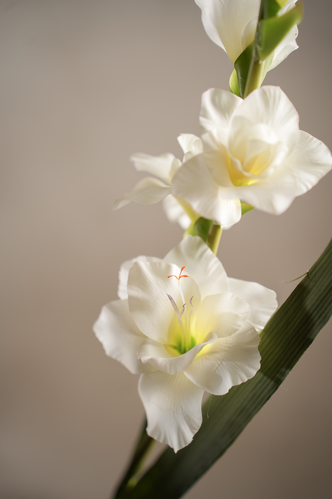 Gladiolus