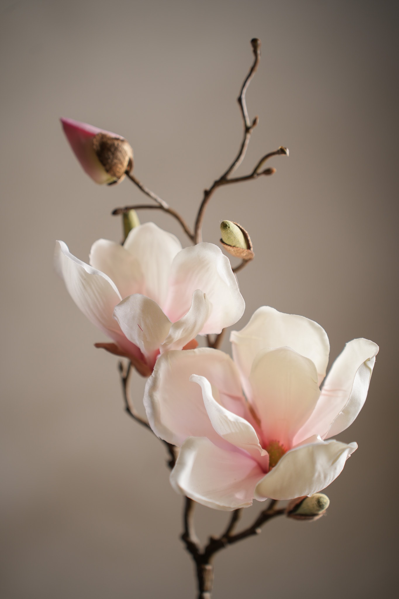 Magnolia
