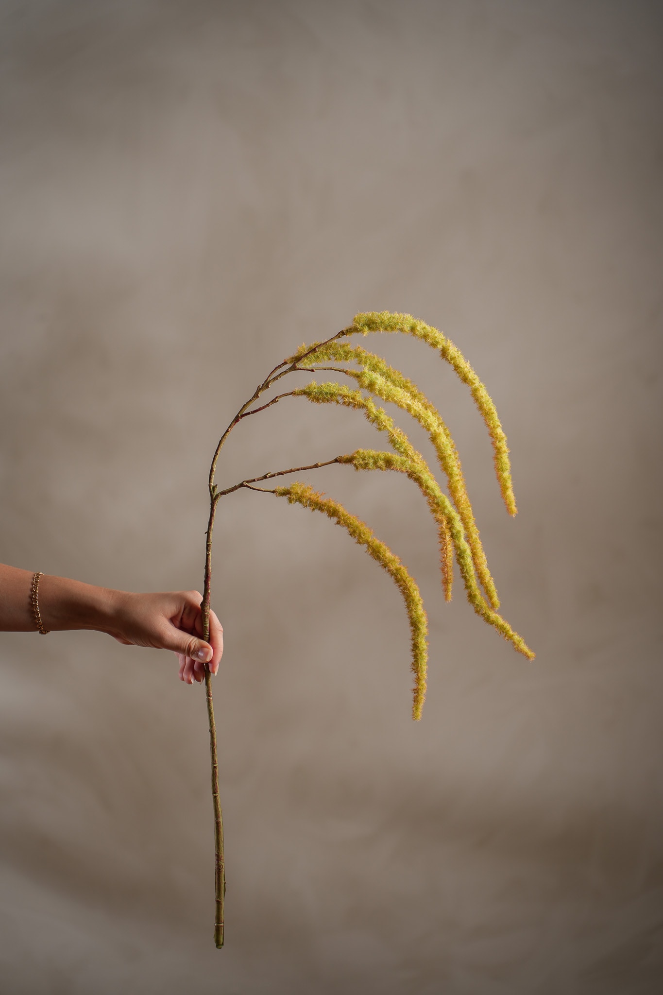 Amaranthus