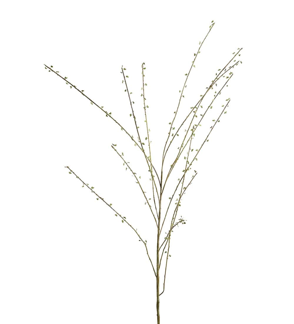 Salix kvist