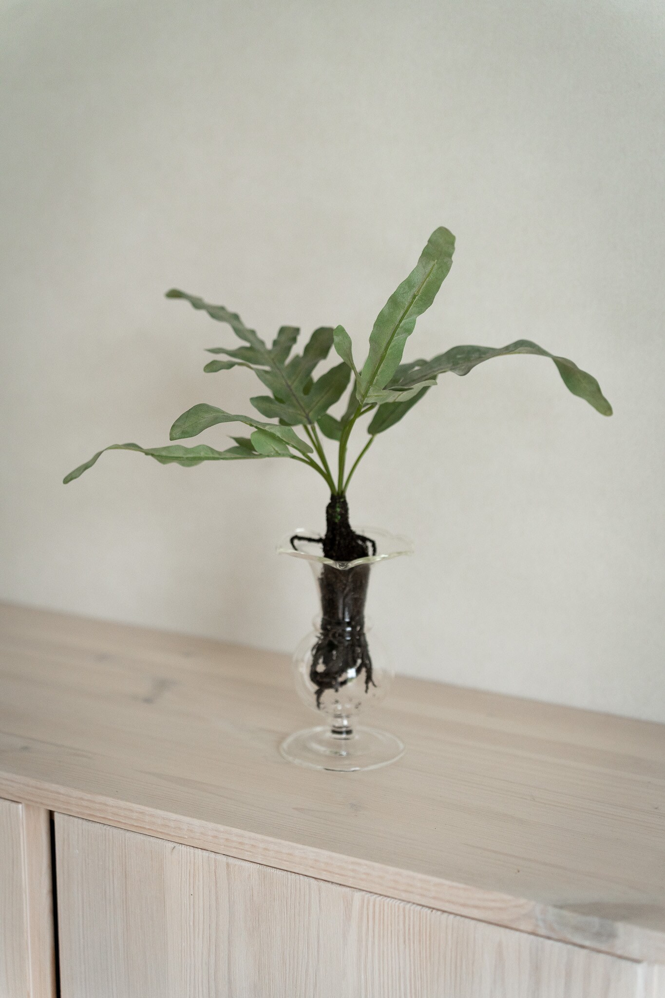 Ormbunke med rötter