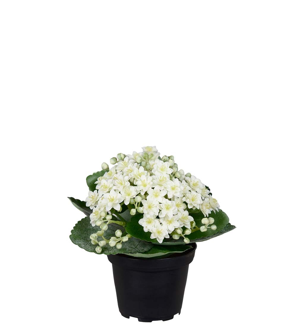 Konstgjord vit Kalanchoe 18cm