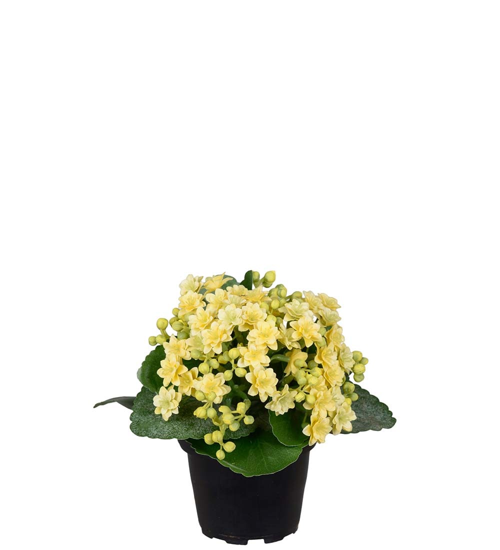 Konstgjord gul Kalanchoe 18cm