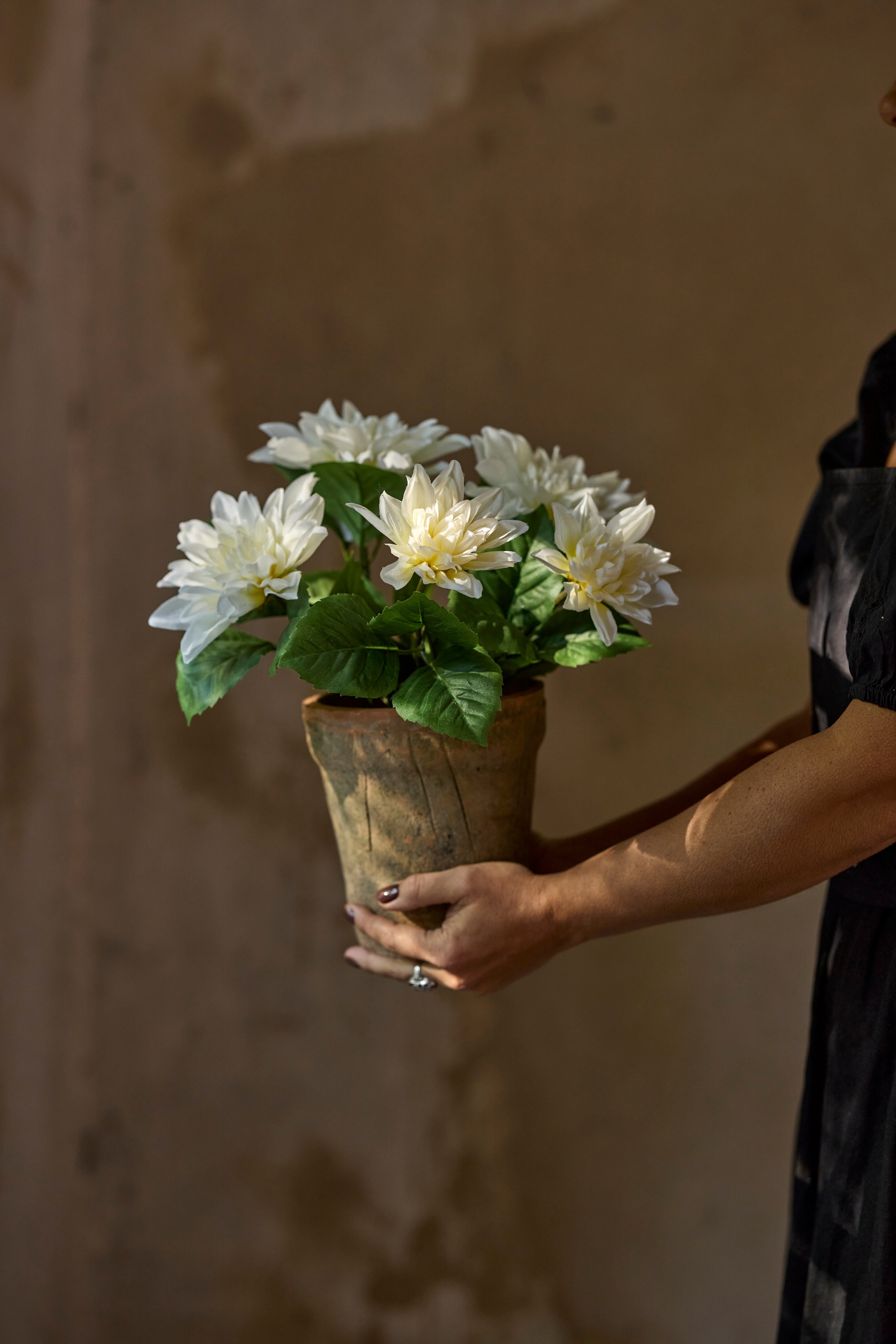 Chrysanthemum