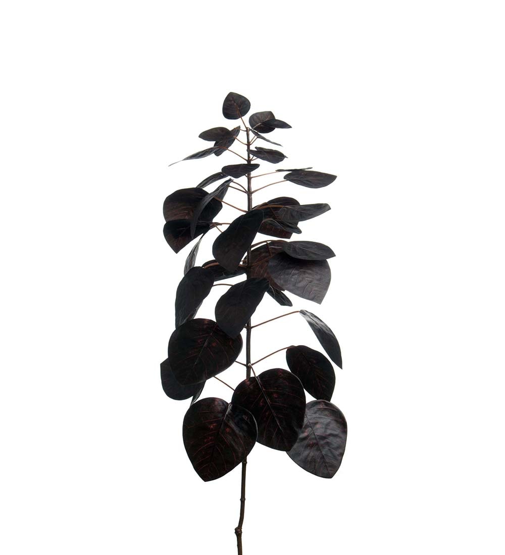 Cotinus
