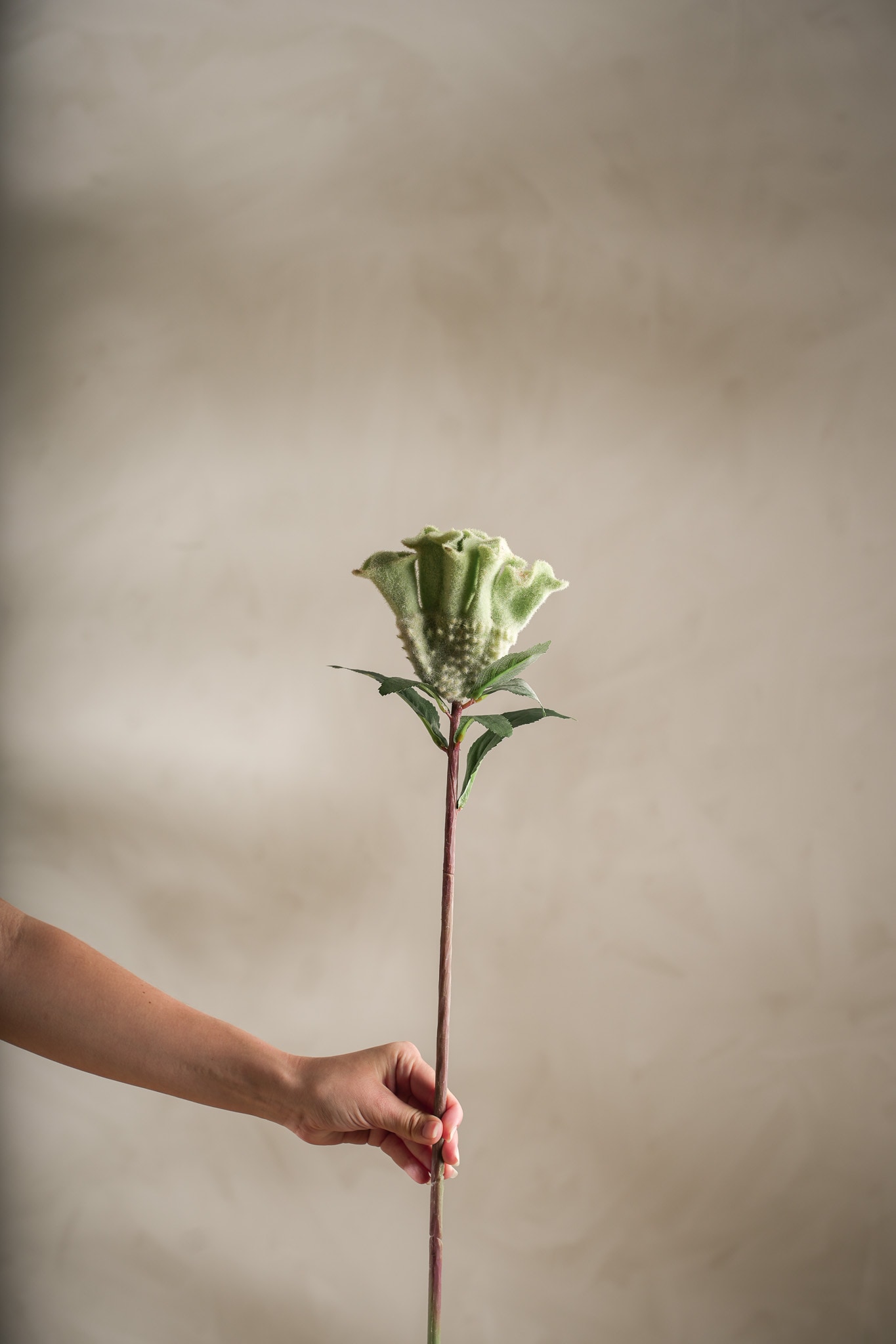 Konstgjord grön Celosia 67cm