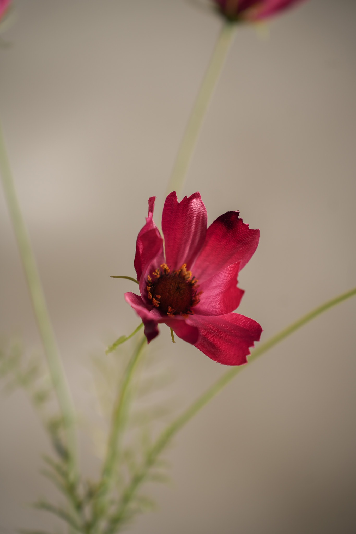Konstgjord cerise Rosenskära 60cm