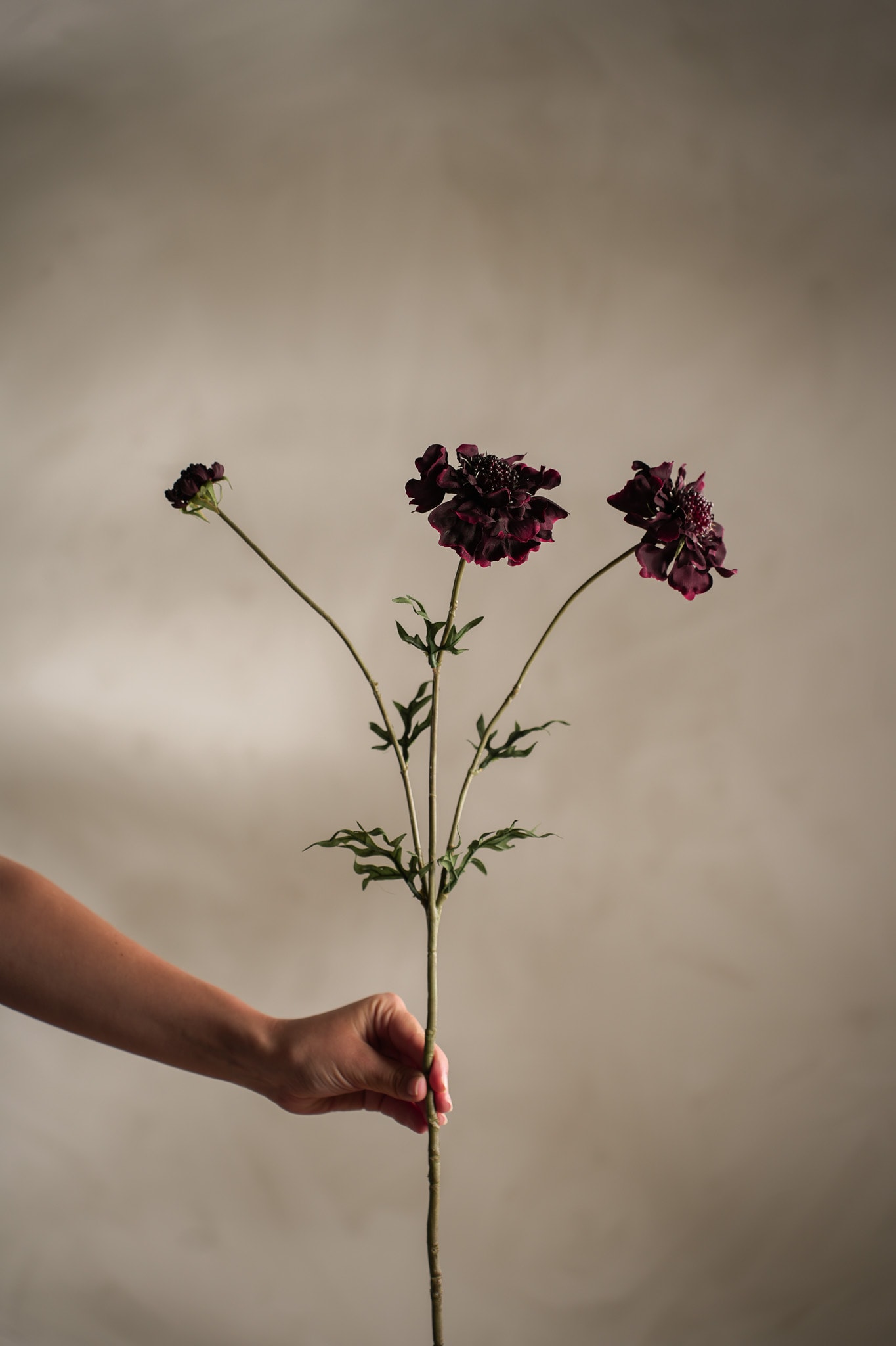 Konstgjord burgundy Scabiosa 65cm