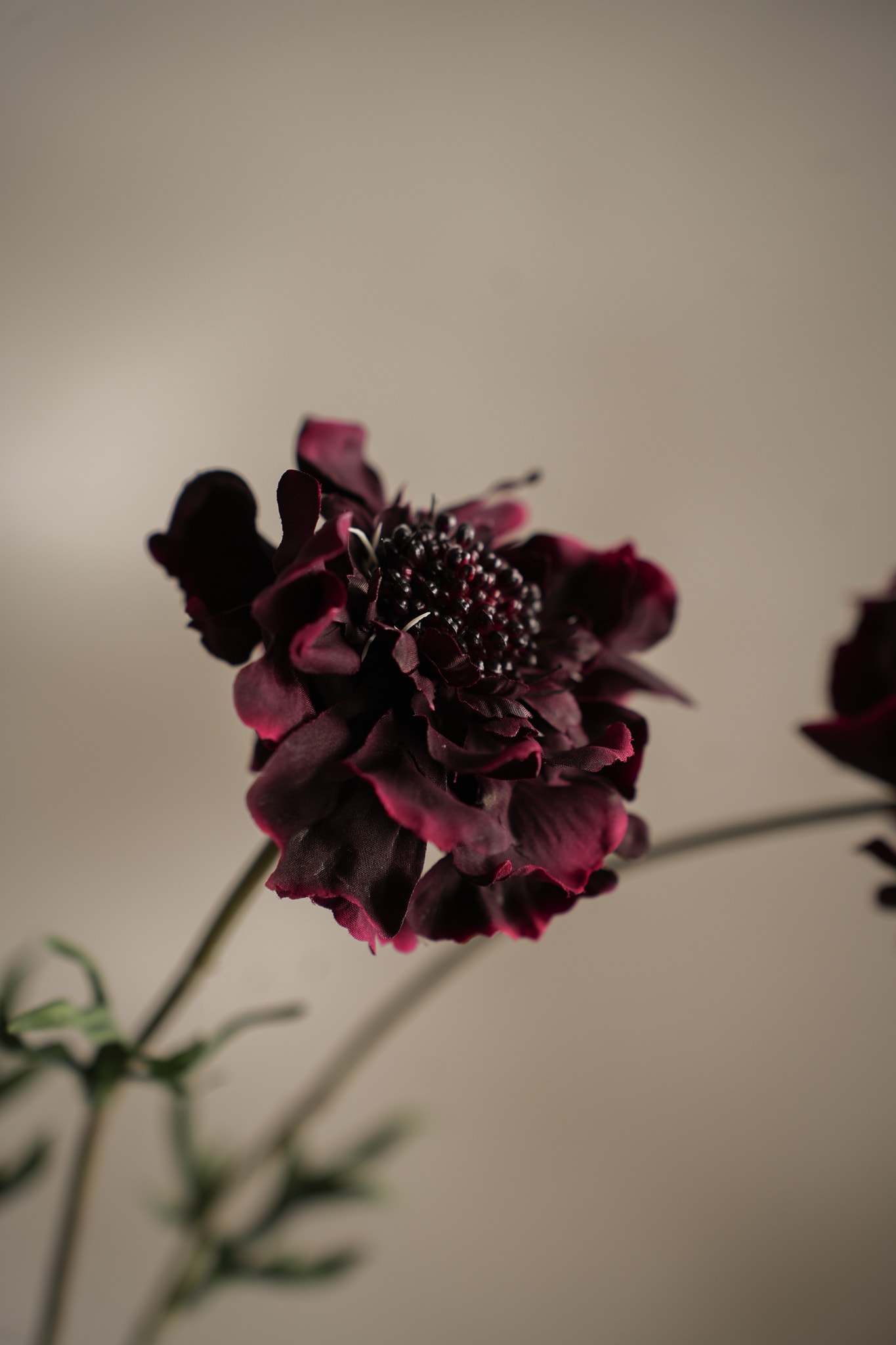 Konstgjord burgundy Scabiosa 65cm