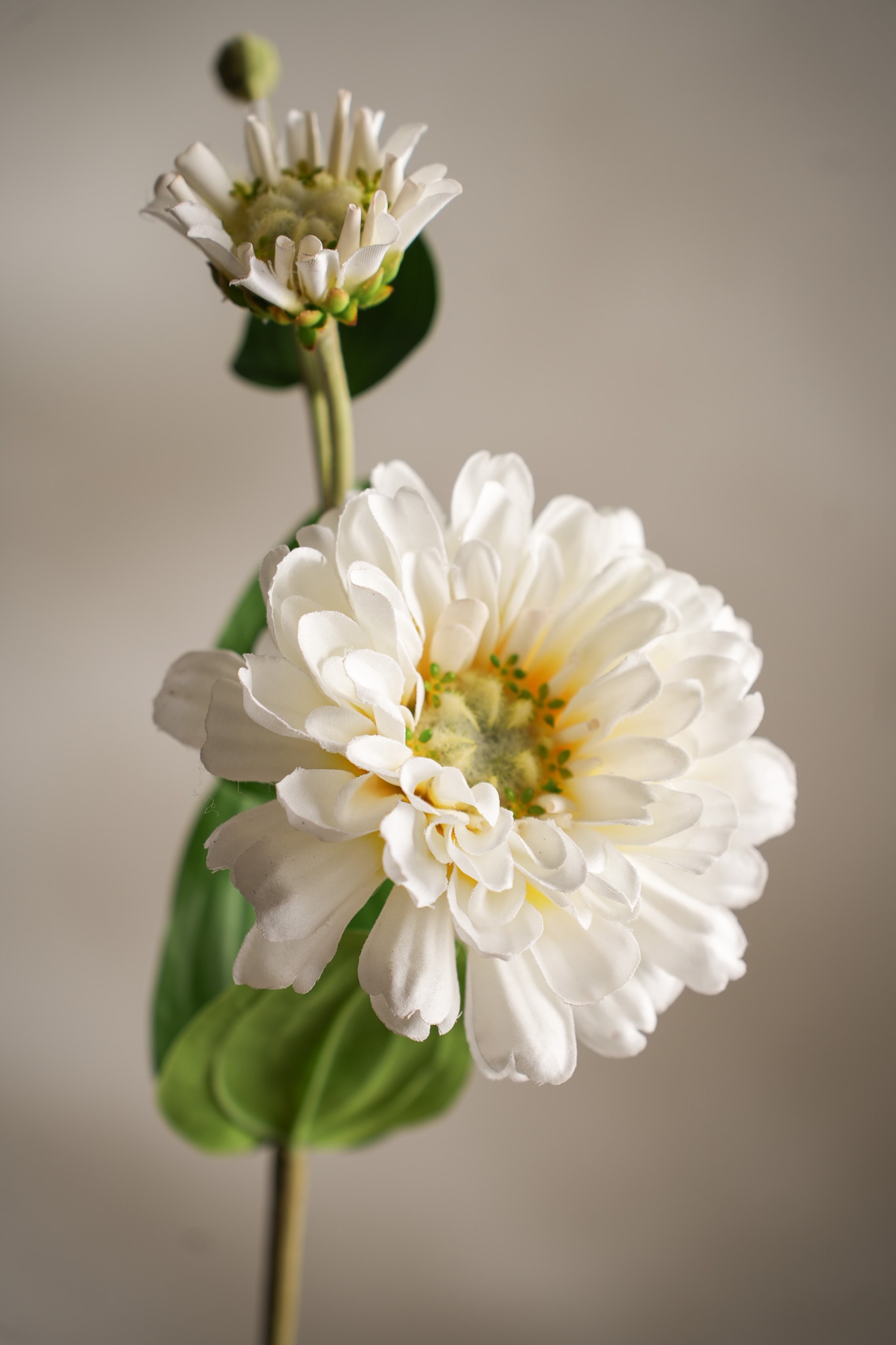 Konstgjord cream Zinnia 63cm