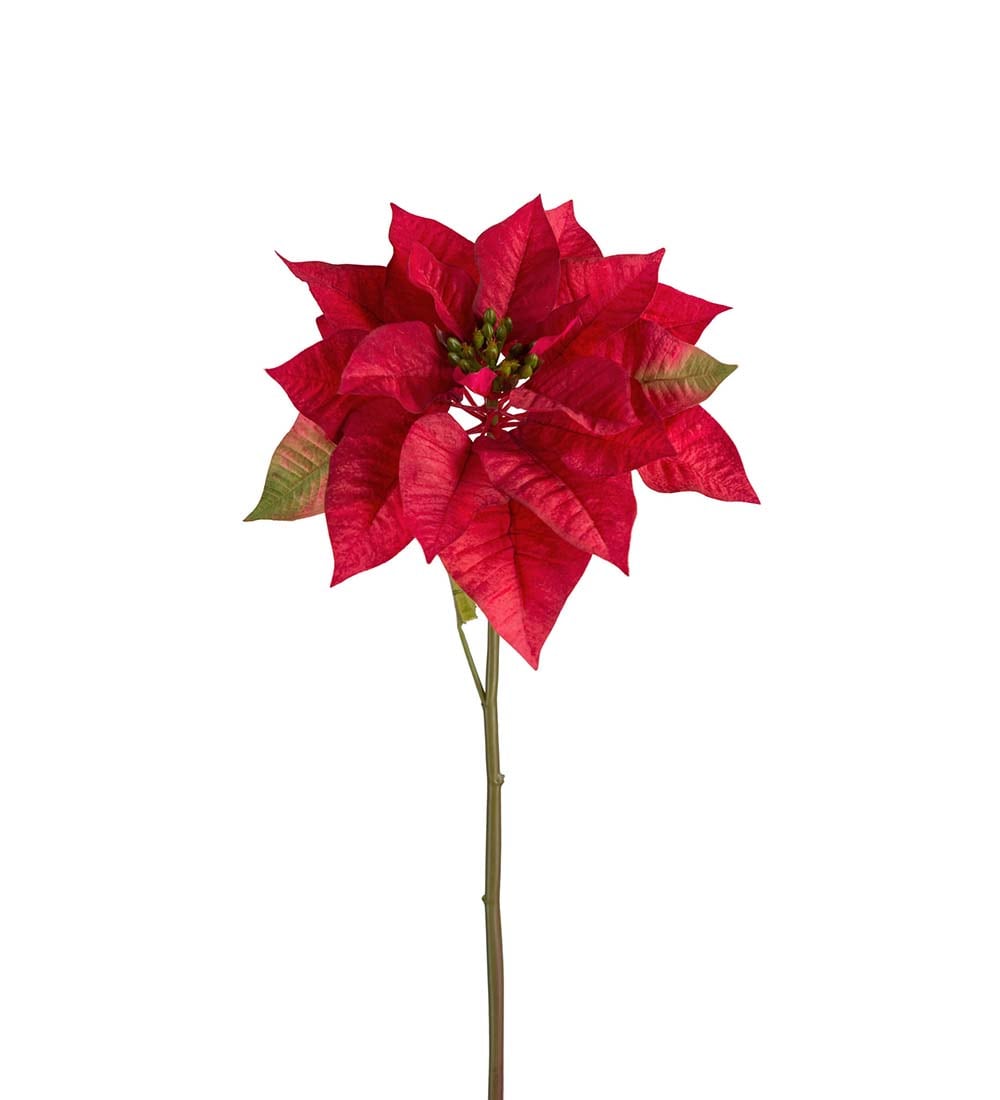 Julstjärna