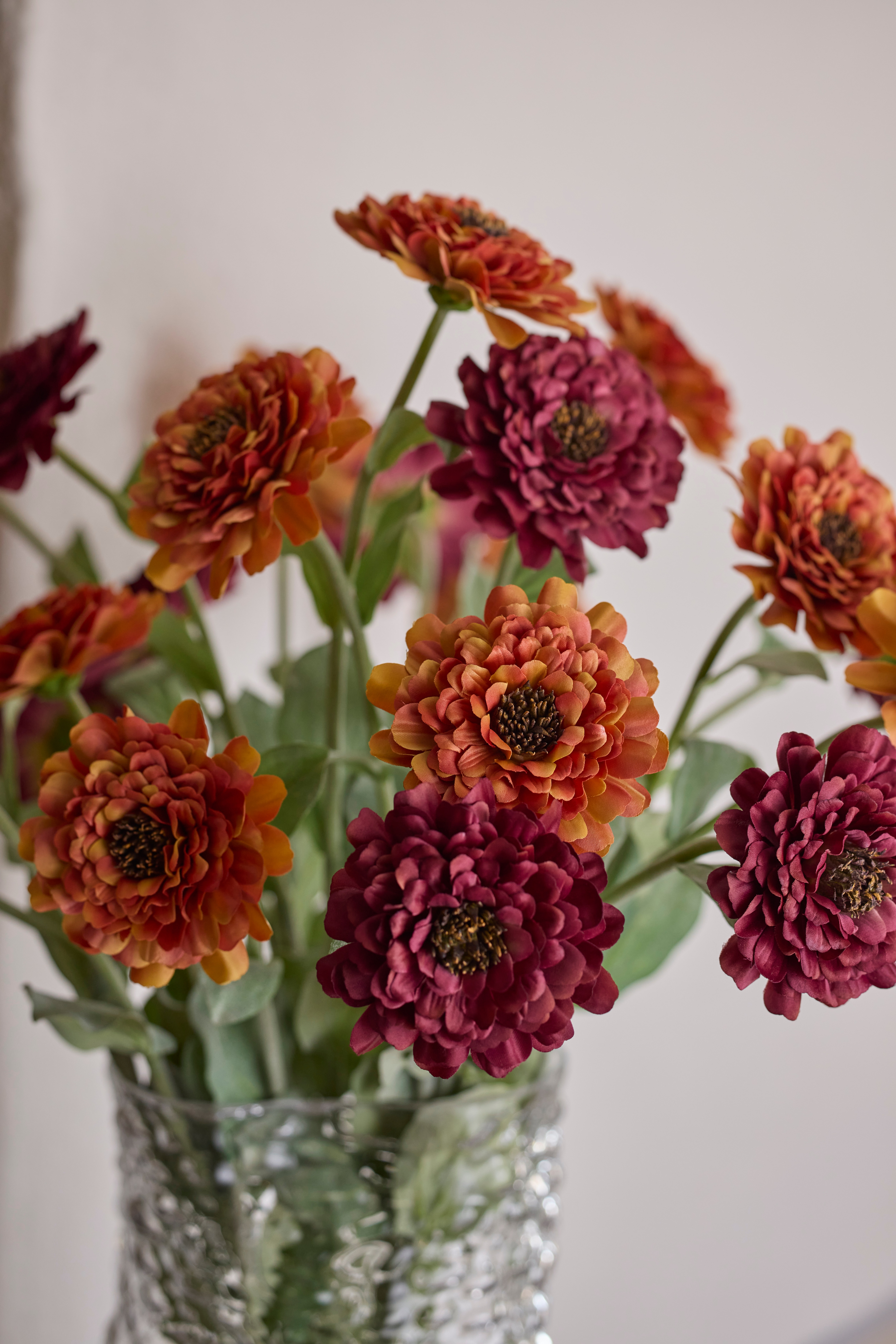 Zinnia